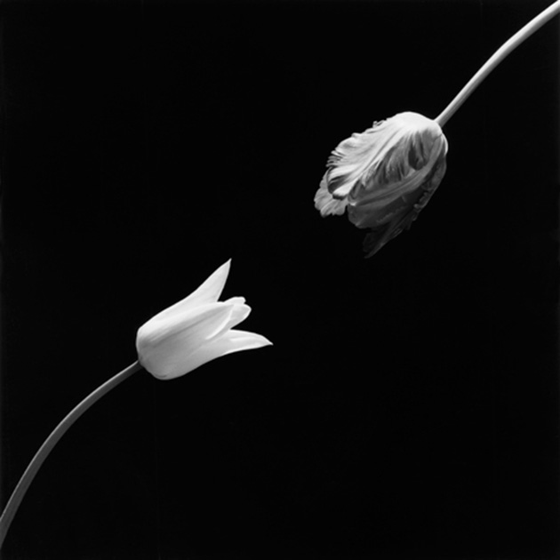 Tulip, 1984, by Robert Mapplethope. Image courtesy of the Robert Mapplethorpe Foundation. © Robert Mapplethorpe