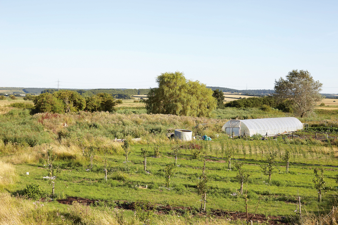 The Sportsman's vegetable plot. From The Garden Chef