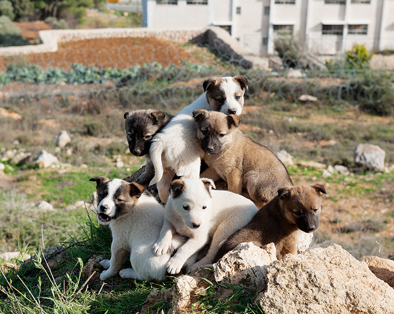  Beit Jala, January 11, 2010 - Stephen Shore, from Galilee to the Negev