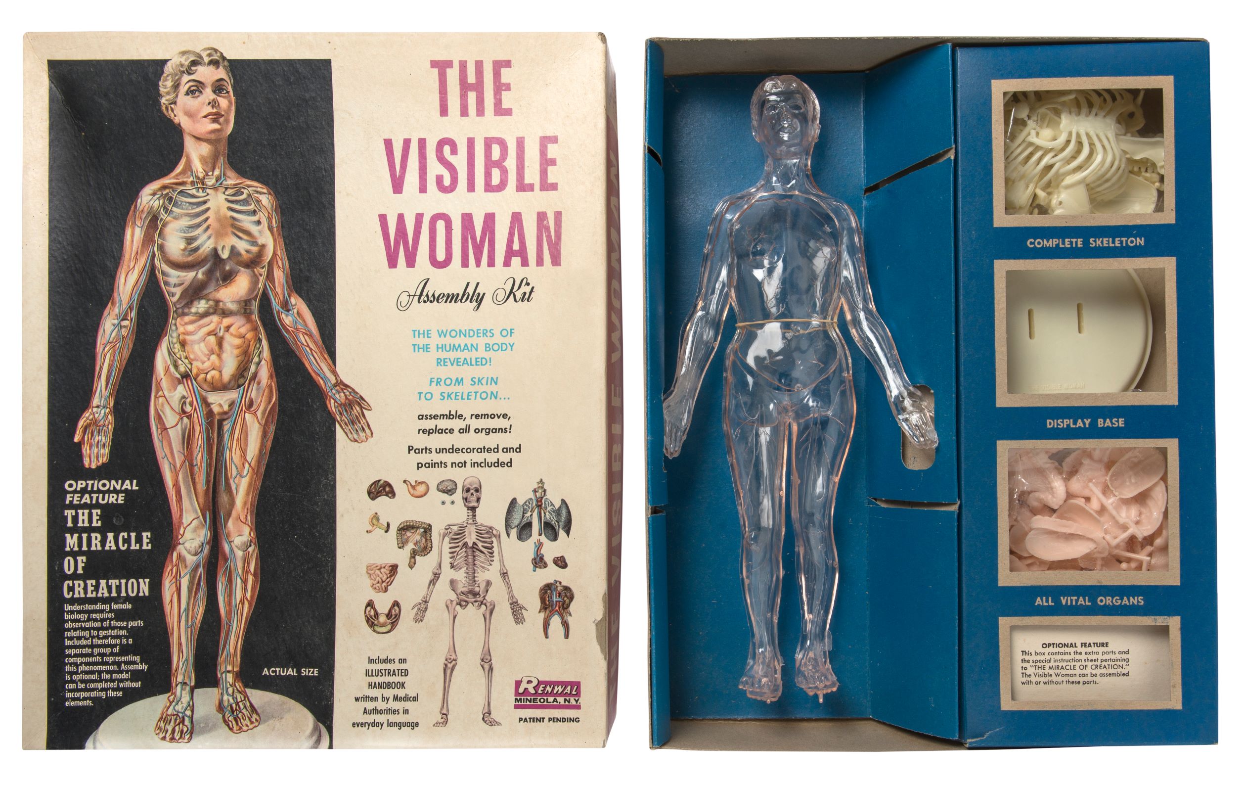 The Visible Woman Assembly Kit, 1959, Renwal Products Company