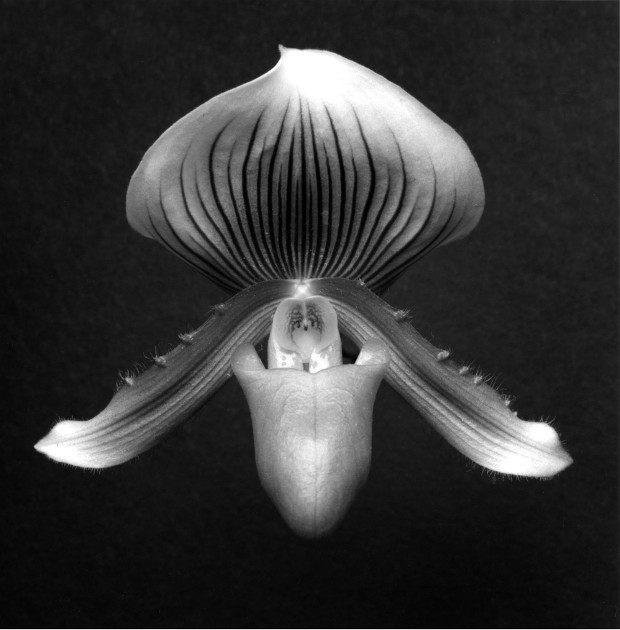 Orchid, 1988 by Robert Mapplethorpe. Gelatin Silver Print © Robert Mapplethorpe Foundation. Used by permission.