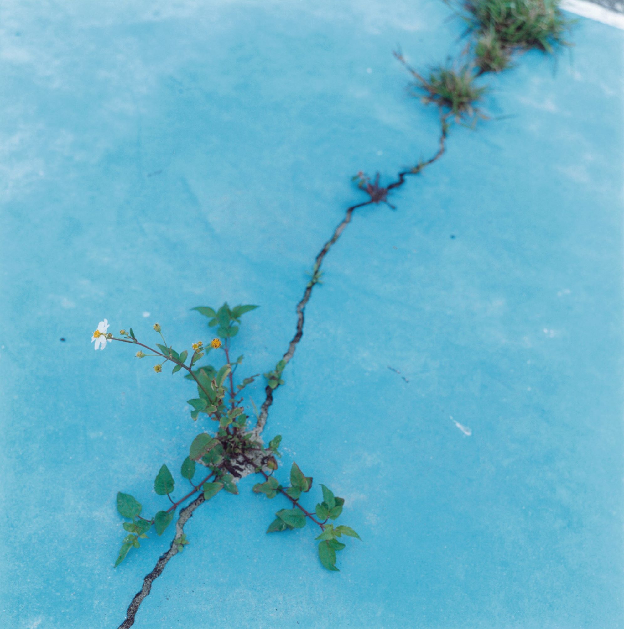 Rinko Kawauchi, Untitled, from the eyes, the ears, 2005 - Photo courtesy Rinko Kawauchi