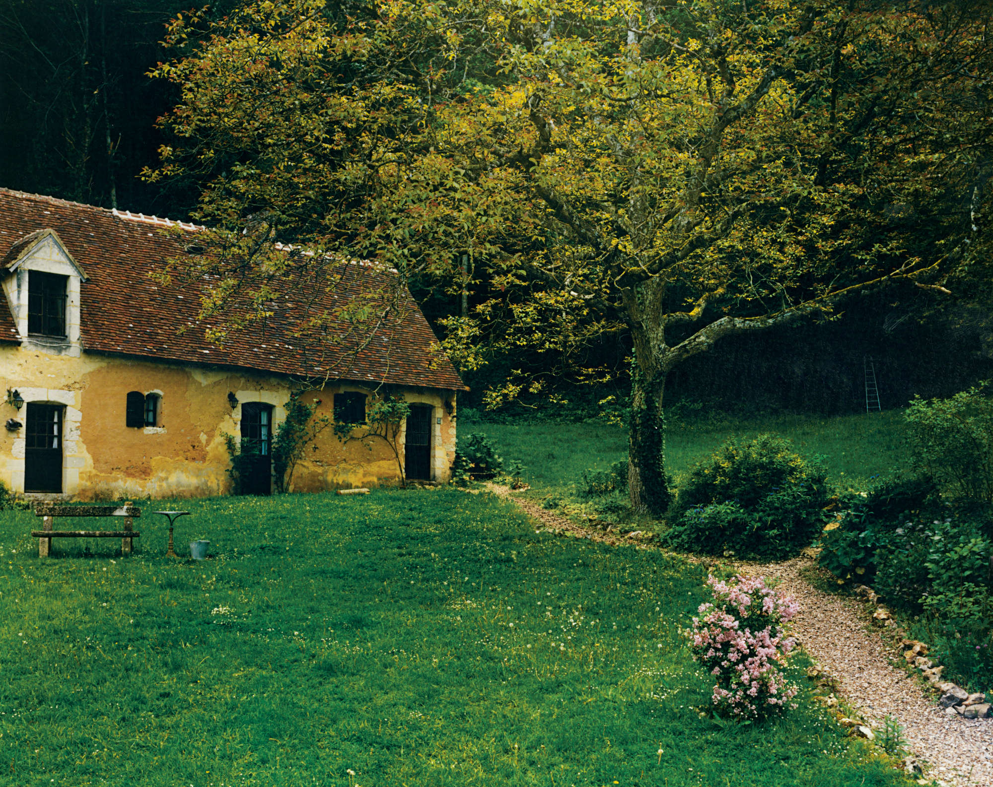 The Trees of Le Perche region