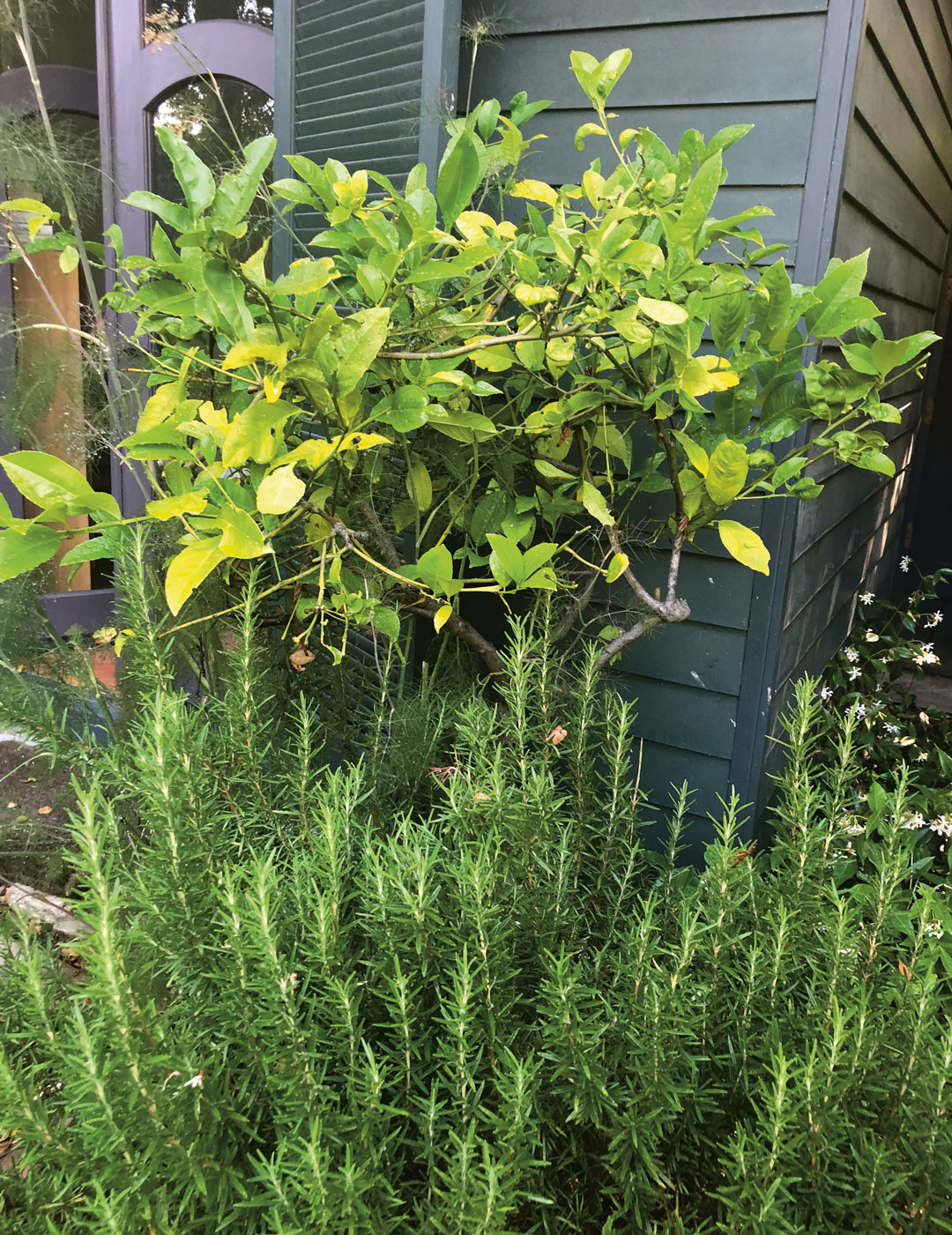 Alice Waters' garden in California.Courtesy of Chez Panisse / Photo courtesy Yanka Industries