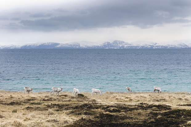 Some reindeer grazing on the last dry grass after winter, North Norway, May 2014. Photograph by Magnus Nilsson. From The Nordic Cookbook