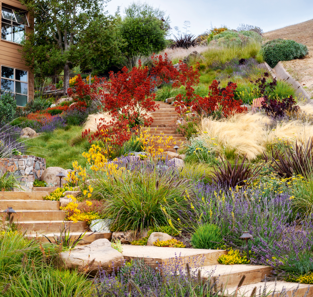 Xeriscape Garden. Garden at Tiburon, in the San Francisco Bay area of California, USA, a planting scheme by Arterra Landscape Architects
