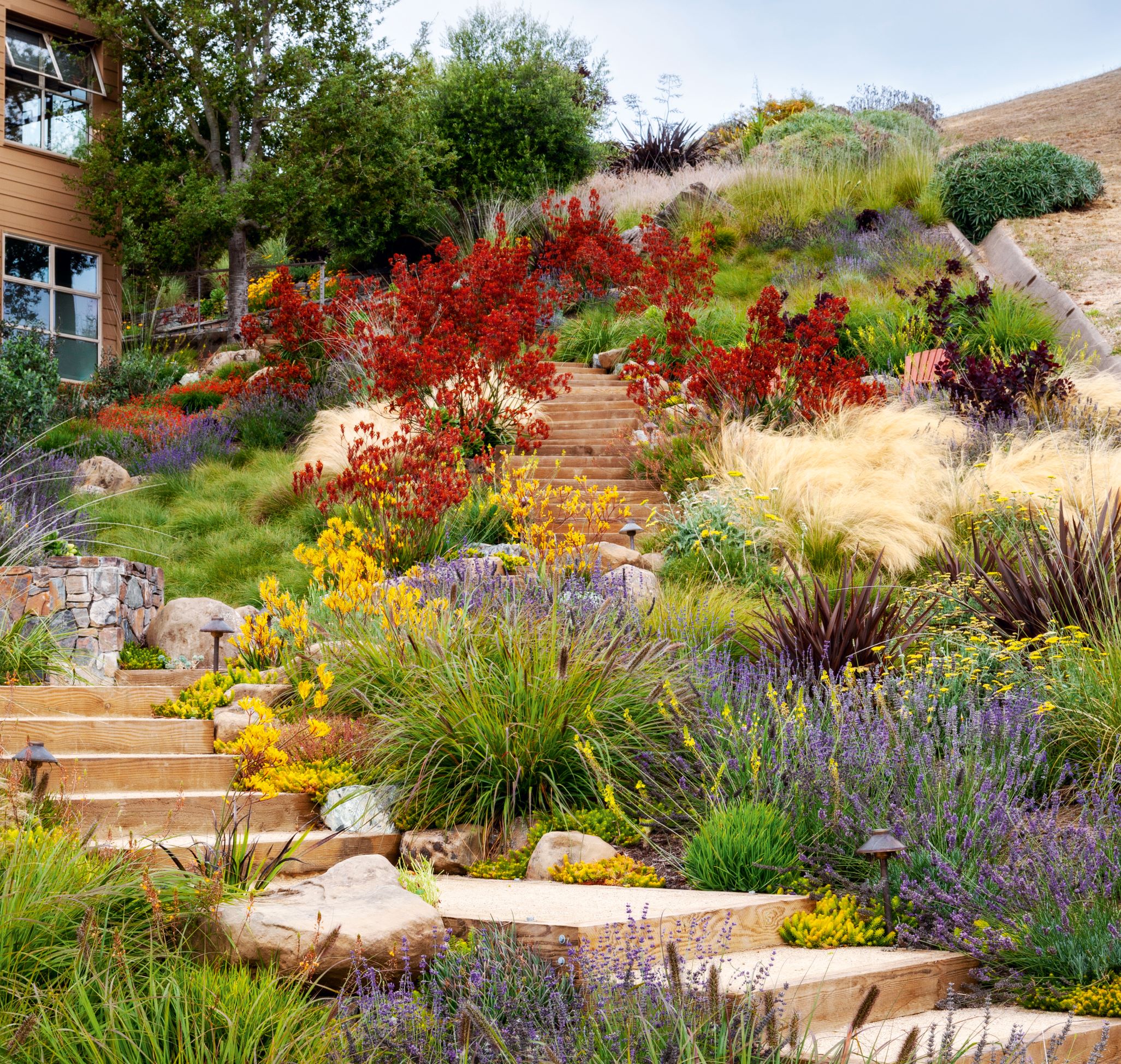Xeriscape Garden. Garden at Tiburon, in the San Francisco Bay area of California, USA, a planting scheme by Arterra Landscape Architects. Photo courtesy Arterra Landscape Architects/Michele Lee Willson Photography (page 290) Xero is the Greek word for ‘dry’, and xeriscape is a garden-design style that reduces or eliminates the need for supplementary irrigation or watering