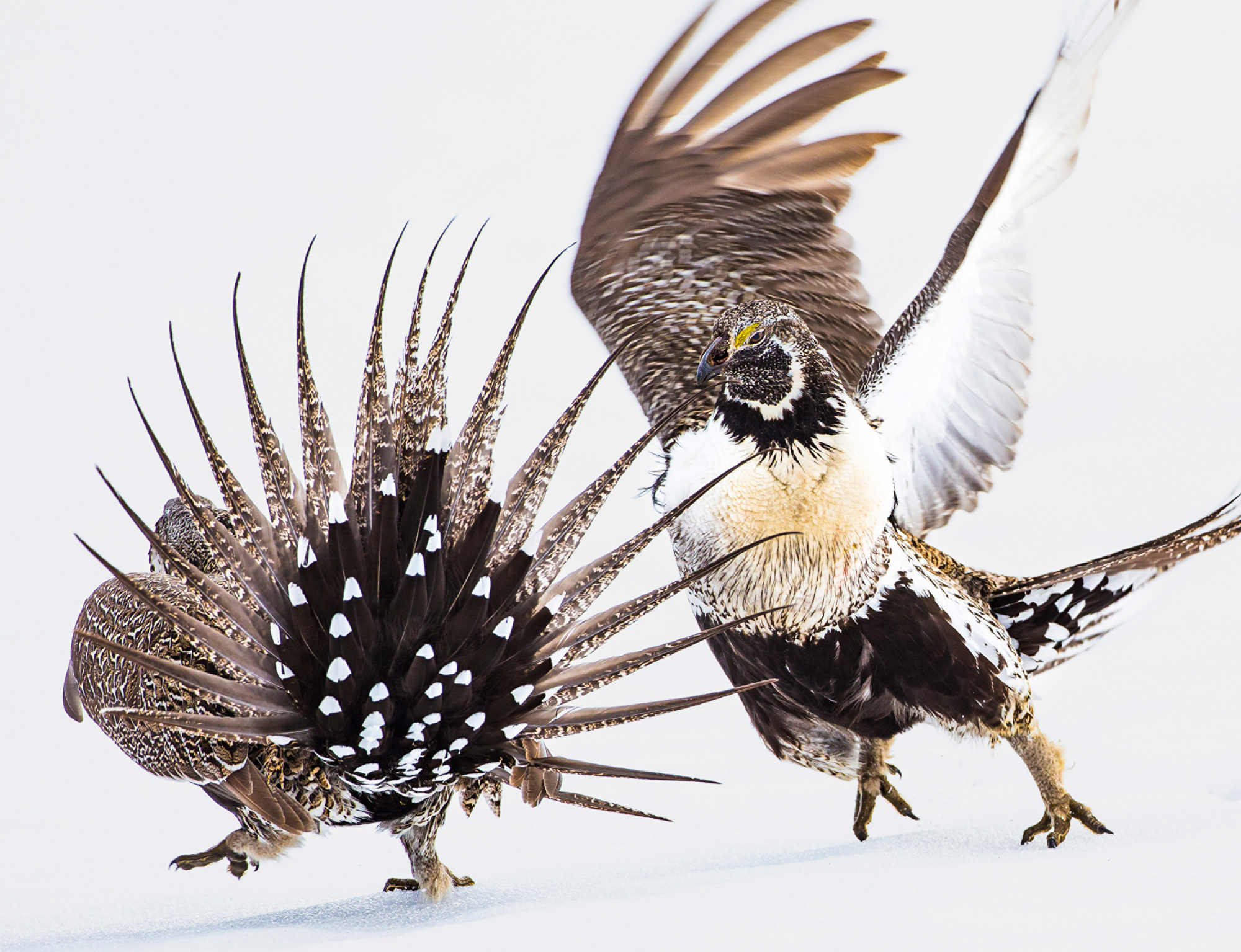 Elizabeth Boehm, Greater Sage Grouse Fight, 2019