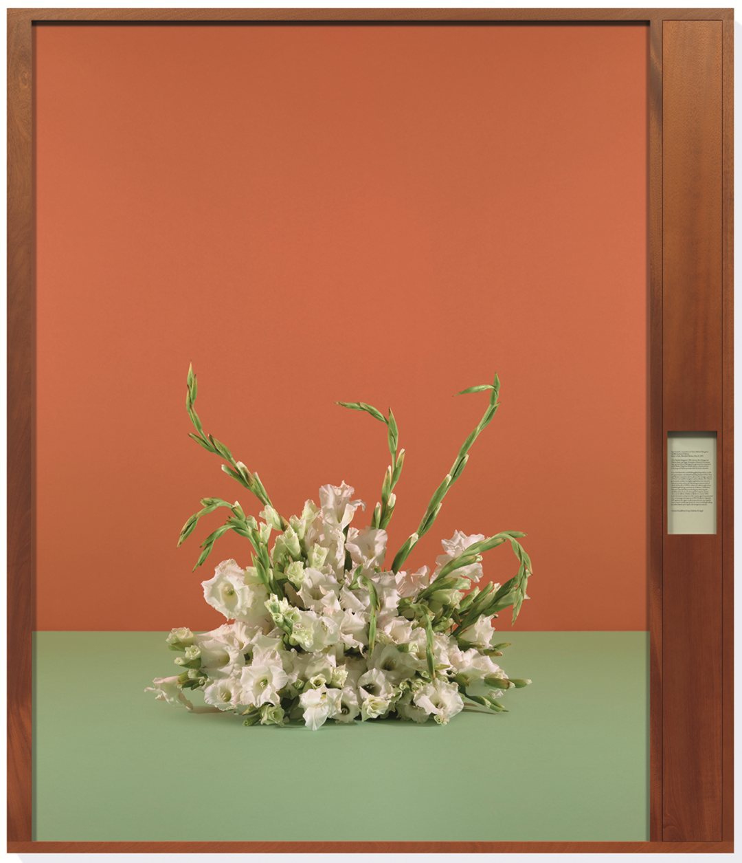 The Flowers that stopped wars 