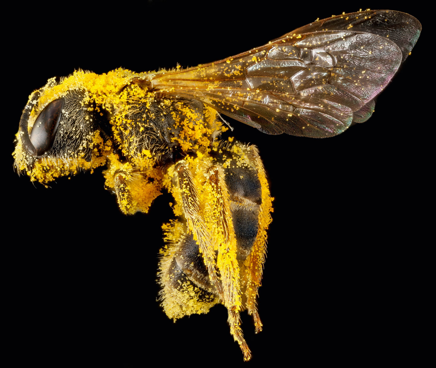  The Sweat Bee (Halictus ligatus) 2013 by Sam Droege & USGS Inventory and Monitoring Lab. As featured in Animal: Exploring the Zoological World 