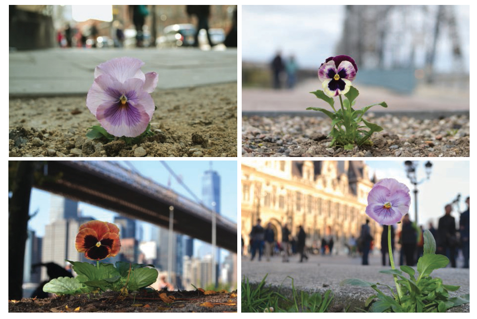 Paul Harfleet, ‘Batty!’ Kings Cross, London, 2013, ‘Nice Shoes, Faggot!’ For Alain Brosseau, Alexandra Bridge, Ottawa, 2019, ‘Les pd au bucher!’ Hotel D’Ville, Paris, 2005, ‘Misbegotten Pansies’, Brooklyn Bridge, New York, 2019, from The Pansy Project, 2010–19. Colour photographs, dimensions variable. Courtesy of Paul Harfleet, The Pansy Project