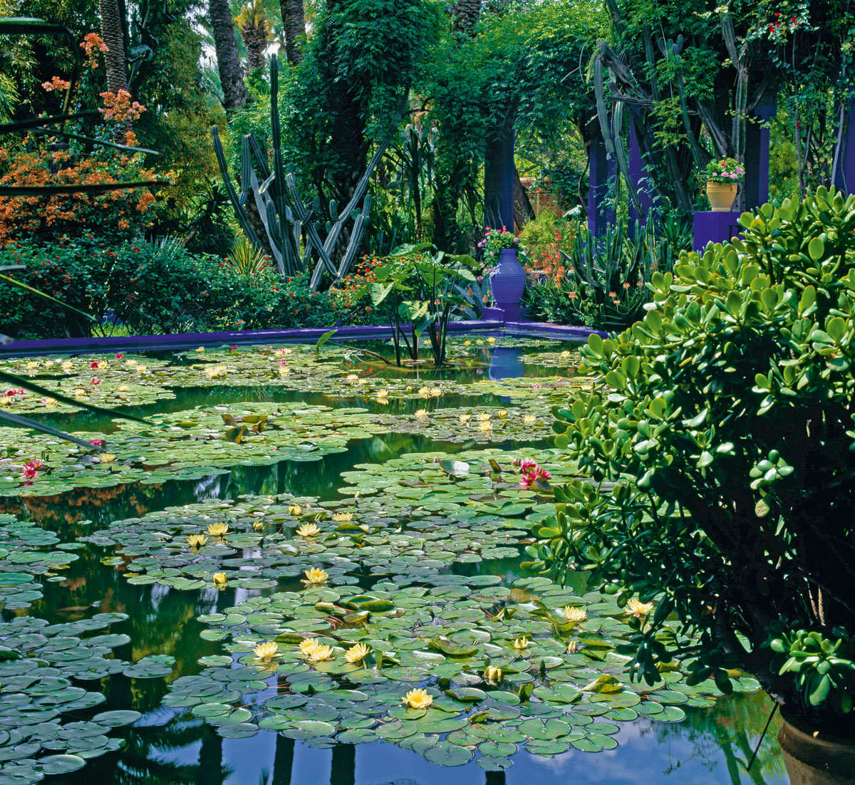 Majorelle Garden, as reproduced in The Gardeners' Garden