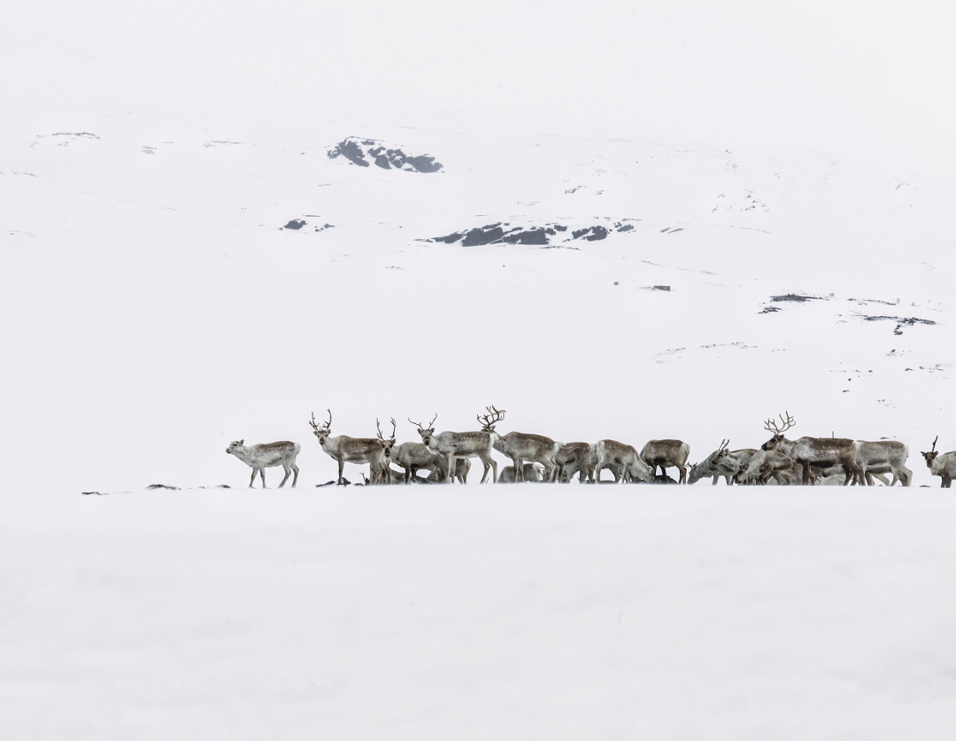 Reindeer, close to North Cape, Norway, winter 2013. Photography by Magnus Nilsson