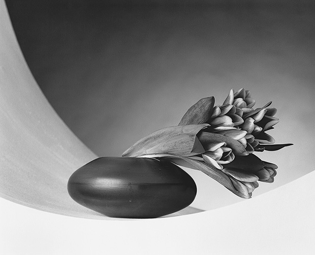 Robert Mapplethorpe, Tulips, 1987, Gelatin Silver Print © Robert Mapplethorpe Foundation. Mapplethorpe Flora: The Complete Flowers, Phaidon 
