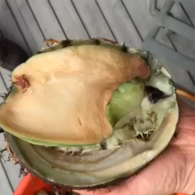 An abalone. Image courtesy of René Redzeopi's Instagram