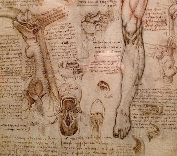 Details from one of Leonardo's anatomical sketches, 1510