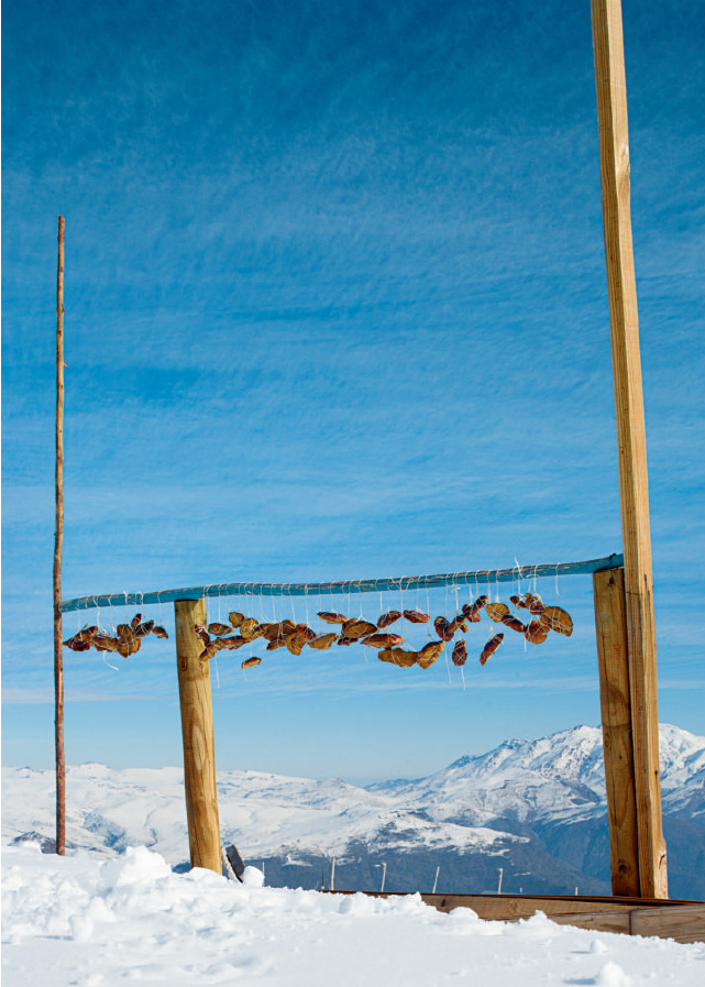 Mushrooms ageing at 11,500 feet (3500m) in the Andes as featured in Boragó