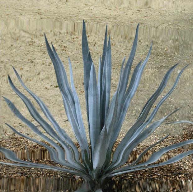 Untitled (Cactus 2), 2011 - Anri Sala