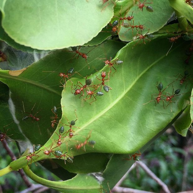 Green ants, Australia, 2015, courtesy of René Redzepi's Instagram
