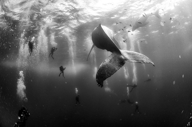 Anuar Patjane Floriuk, Mexico, 2015, Whale Whisperers Divers observe and surround a humpback whale and her newborn calf whilst they swim around Roca Partida in the Revillagigedo Islands, Mexico, 28 January 2015.