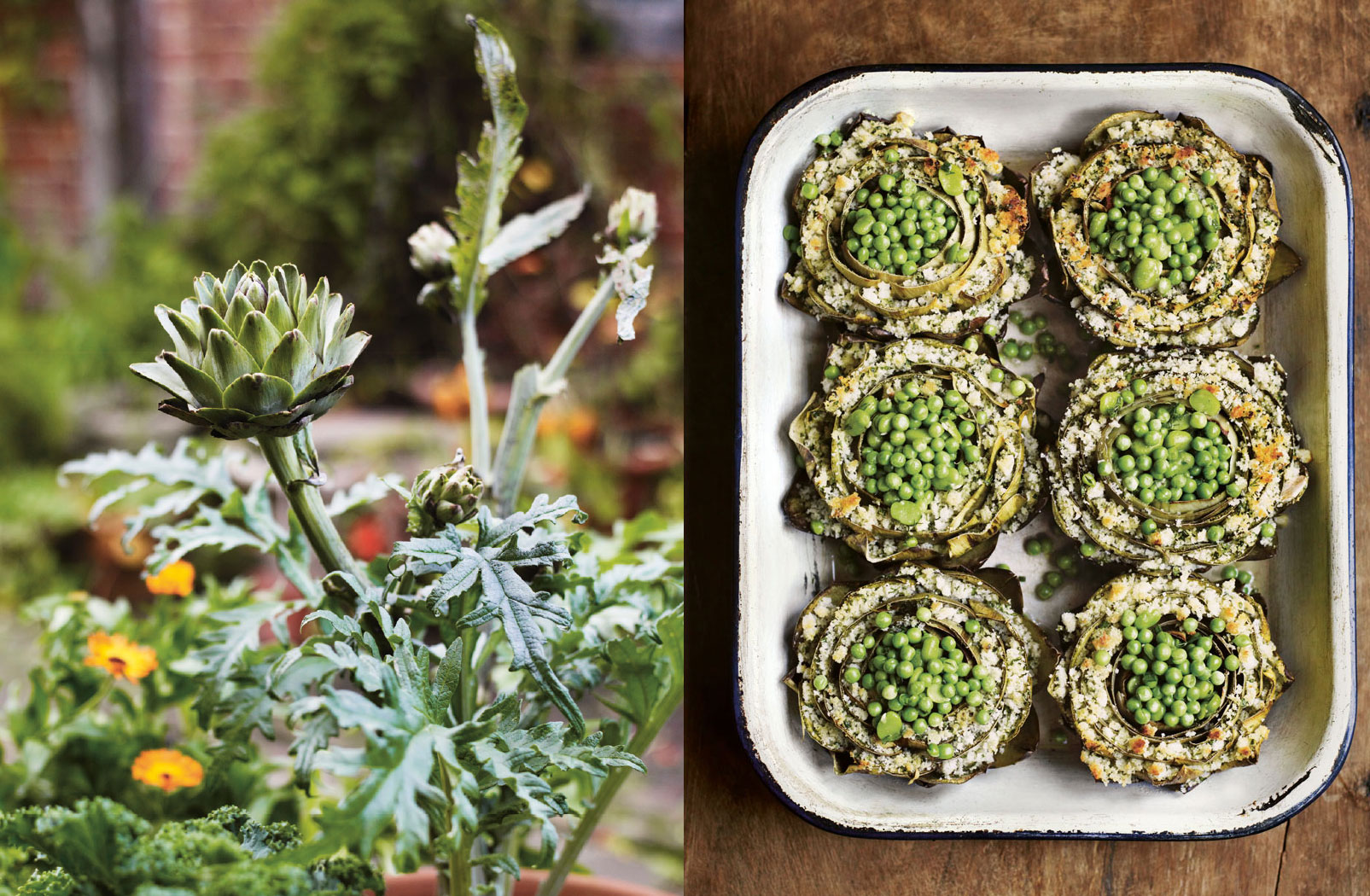 Globe artichokes growing at Great Dixter, and stuffed artichokes, both as featured in our new book, Grow Fruit & Vegetables in Pots