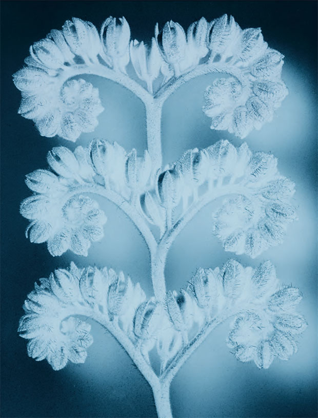 neg◊stil_03, 2015, by Thomas Ruff. From Plant: Exploring the Botanical World