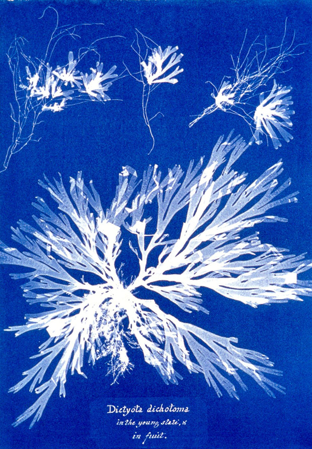 Photographs of British Algae: Cyanotype Impressions (1843-53) by Anna Atkins