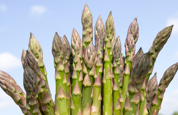 Become a seasoned eater and enjoy the best of British asparagus