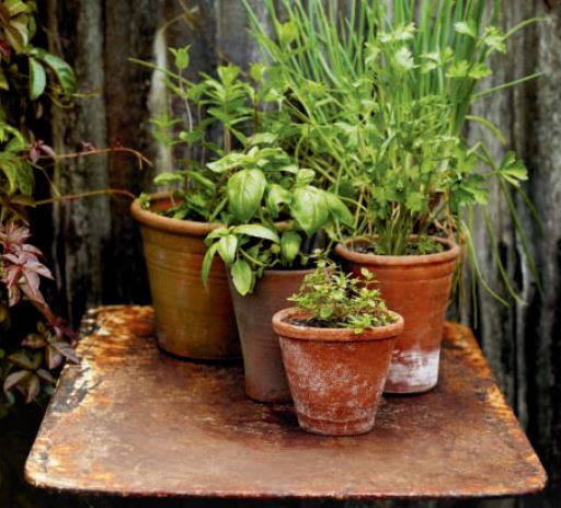 Basil (centre, middle, broad green leaves)