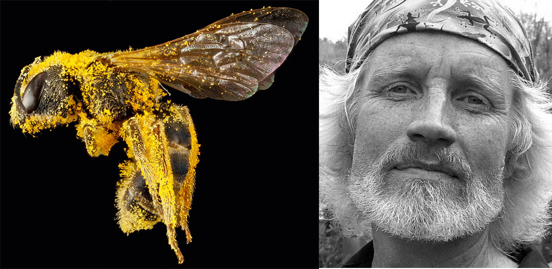 The Sweat Bee (Halictus ligatus) 2013 by Sam Droege & USGS Inventory and Monitoring Lab. As featured in Animal: Exploring the Zoological World. And Sam Droege, self-portrait.