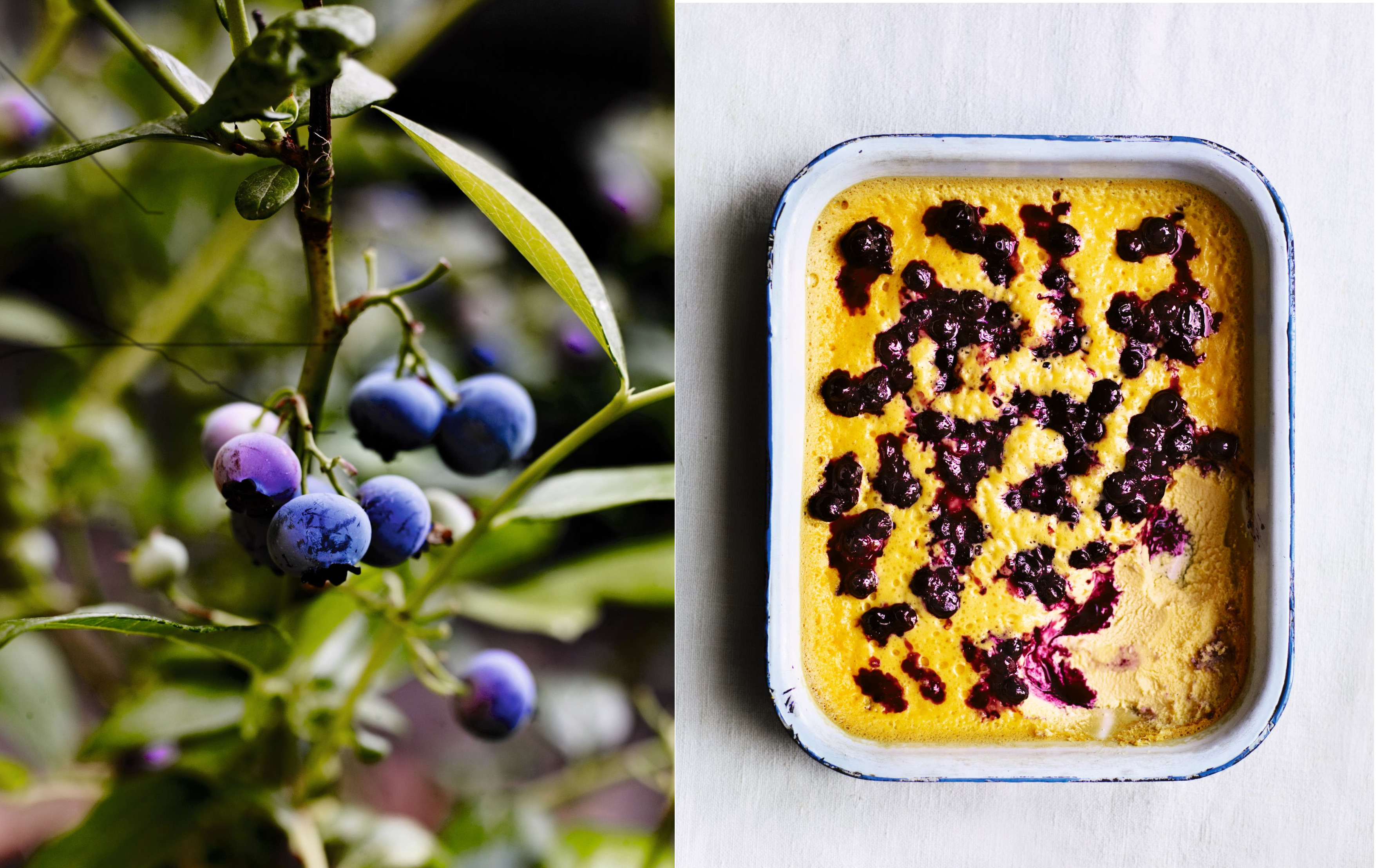 Blueberries growing in Bertelsen's courtyard garden, and baked custard with blueberries, as featured in Grow Fruit & Vegetables in Pots