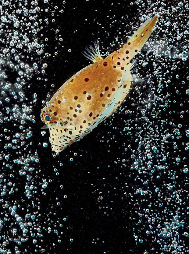 A yellow boxfish (Ostracion cubicus) photographed by Robert Clark in Evolution: A Visual Record