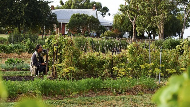 The vegetable gardens at Brae