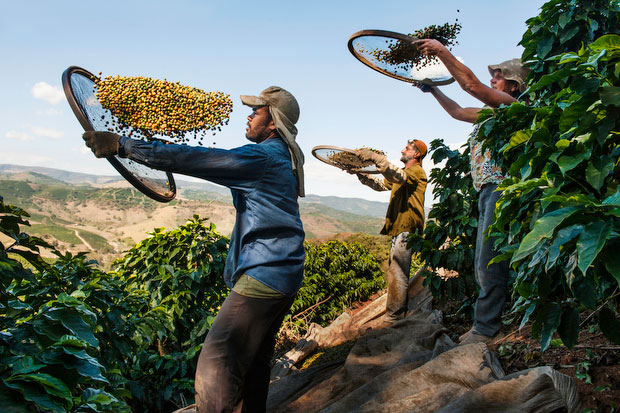 Brazil - from the forthcoming book Coffee From These Hands: A Journey Along the Coffee Trail - Steve McCurry