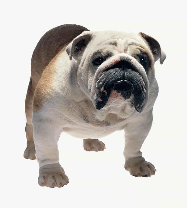 Robert Clark's photograph of a bulldog. From Evolution: A Visual Record