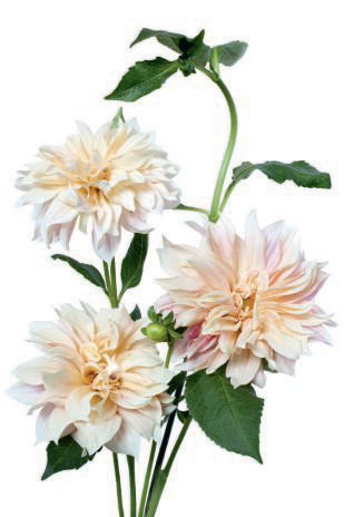 ‘Cafe au Lait’ Dahlia from The Flower Colour Guide