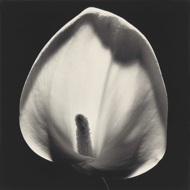 Calla Lily, 1984 by Robert Mapplethorpe. As featured in Mapplethorpe Flora