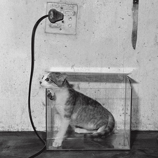 Cat Fish Tank - Roger Ballen