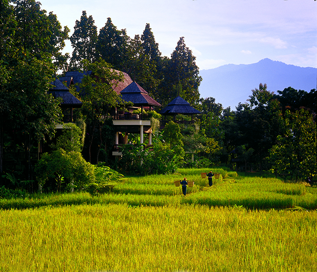 Local workers in the rice fields near the Four Seasons Chiang Mai property in Thailand. Photo by Robert Miller. Image courtesy of the Four Seasons