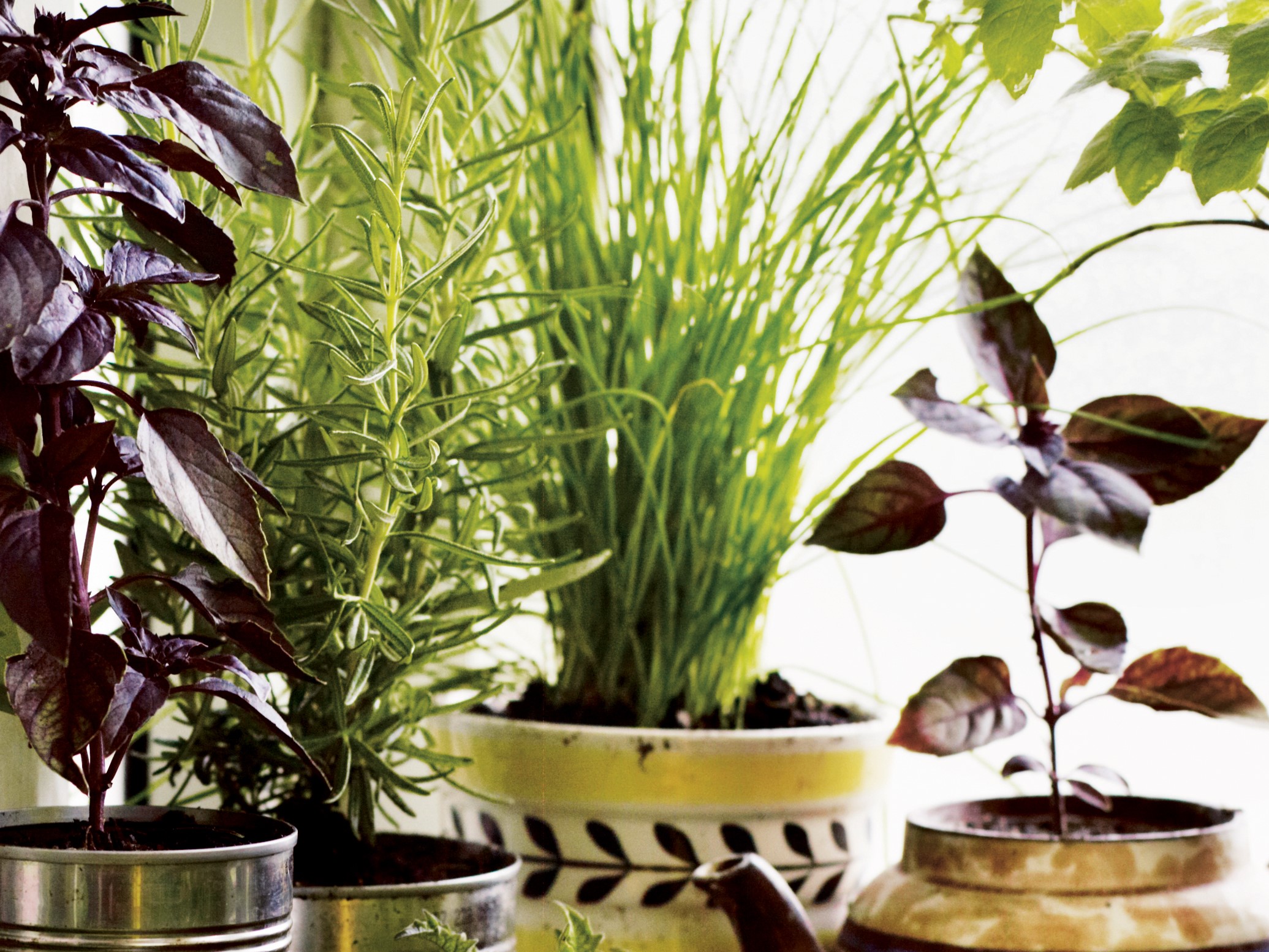 Chives (centre, rear, straight green shoots)