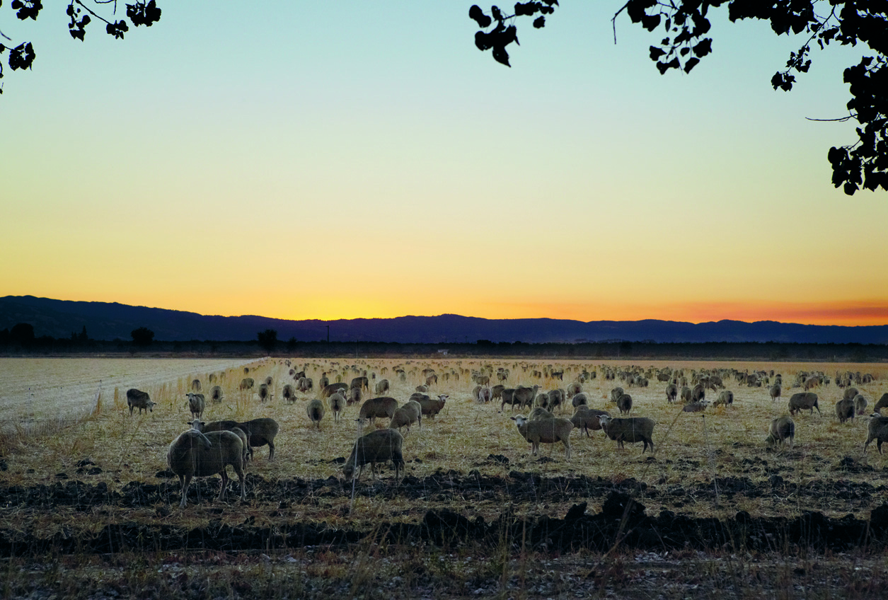 A Californian sheep field, as featured in Coi. Photograph by Maren Caruso