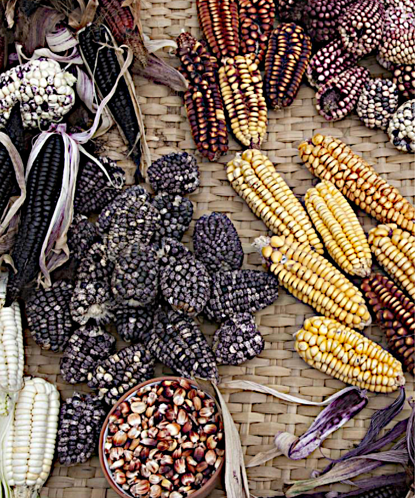 Corn. Photograph by Nicholas Gill. The preservation of heirloom corn varieties, like these in Peru’s Urubamba Valley, are essential for the survival of Latin America’s ancestral cuisines