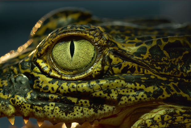 Crocodile eyes are protected with the third eyelid, the membrane that slides across when the reptile submerging, while the eyeball itself can be drawn into the eye sockets during an attack.