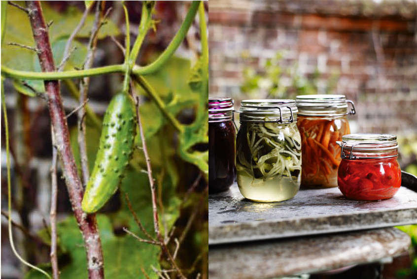 Cucumbers growing at Great Dixter, and pickled cucumbers (alongside pickled carrots, radishes and beets) by Aaron Bertelsen