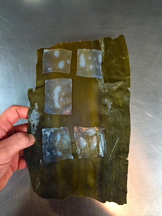 Curing cuttlefish on two-year-old seaweed. Image courtesy of Redzepi's Twitter feed