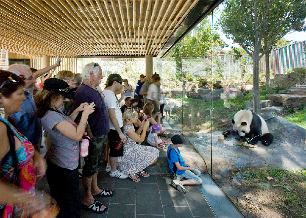 HASSELL's Giant Panda Forest at Adelaide Zoo