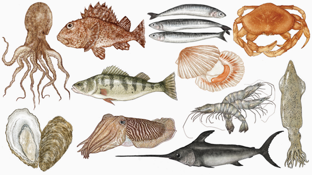 Some of Katie Scott's illustrations for Fish: Recipes from the sea