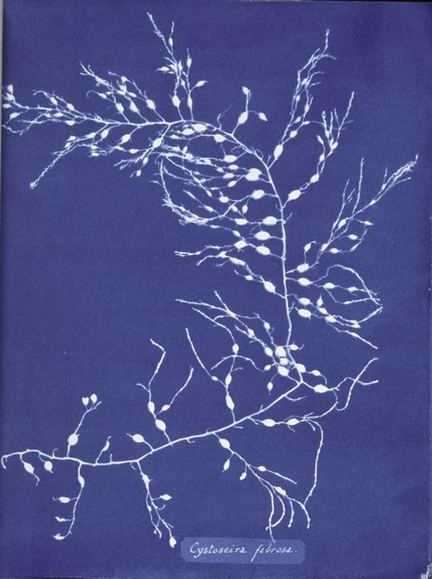 Photographs of British Algae: Cyanotype Impressions (1843-53) by Anna Atkins