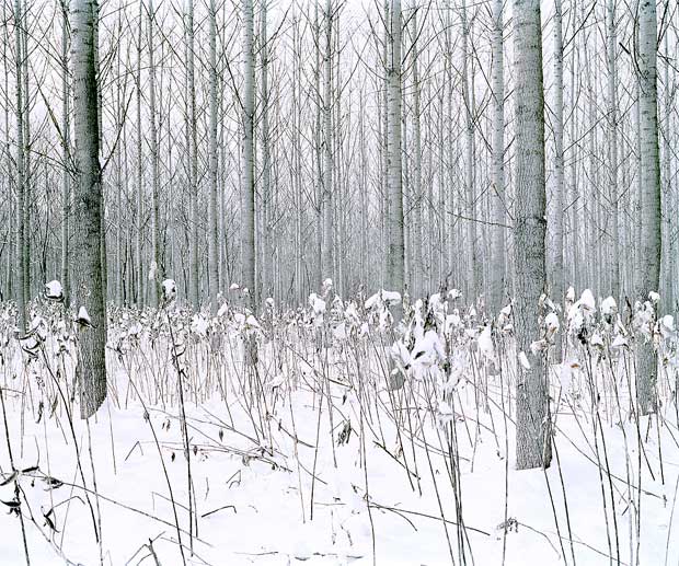 Green Silence - Daniel Kovalovszky