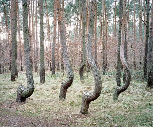 Green Silence - Daniel Kovalovszky